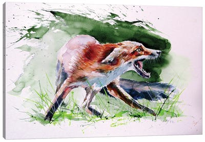 Red Fox Canvas Art Print - Anna Brigitta Kovacs