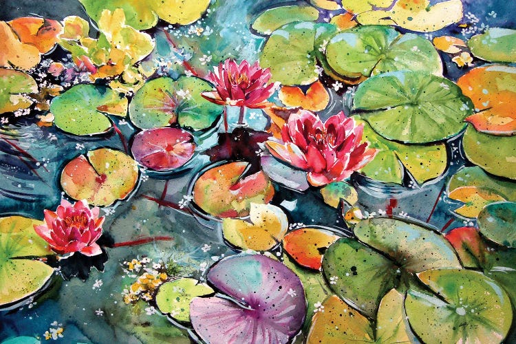 Colorful Water Lilies