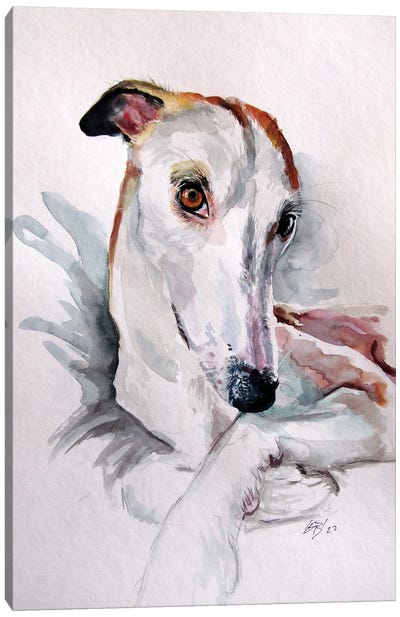 Cute Dog Portrait Canvas Art Print - Italian Greyhound Art