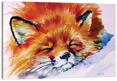 Sleeping Red Fox Canvas Art Print - Anna Brigitta Kovacs