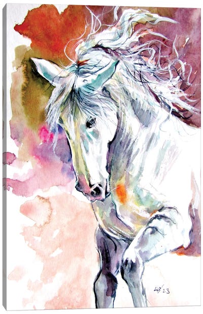 Andalusian Horse Canvas Art Print - Anna Brigitta Kovacs