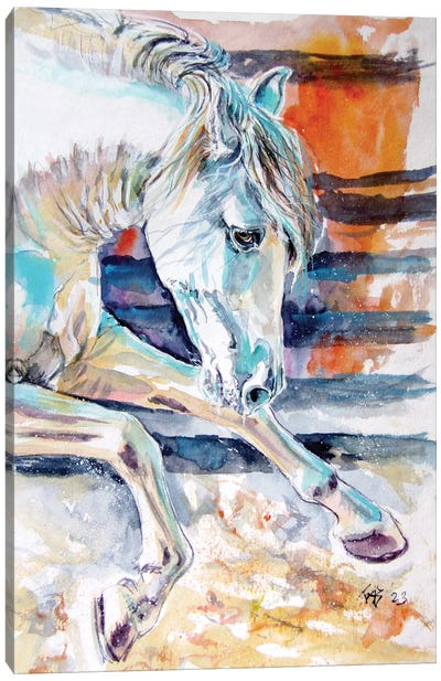 Andalusian Horse II Canvas Art Print - Anna Brigitta Kovacs