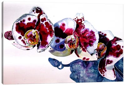 Orchid Canvas Art Print - Anna Brigitta Kovacs