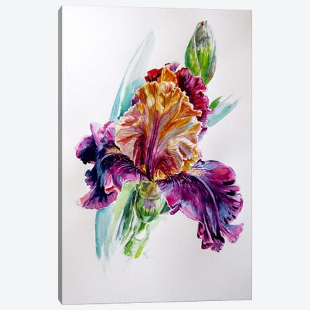 Iris From The Garden Canvas Print #AKV650} by Anna Brigitta Kovacs Canvas Print