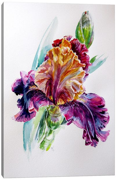 Iris From The Garden Canvas Art Print - Anna Brigitta Kovacs