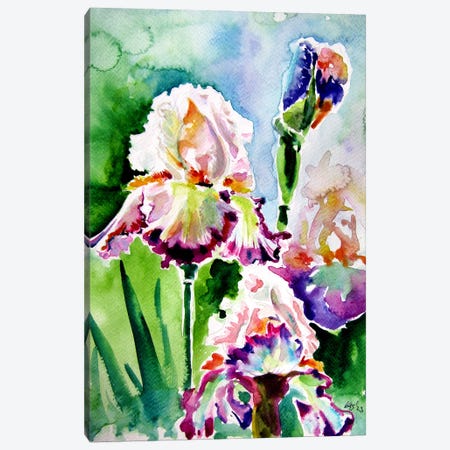 Iris From The Garden II Canvas Print #AKV656} by Anna Brigitta Kovacs Canvas Art