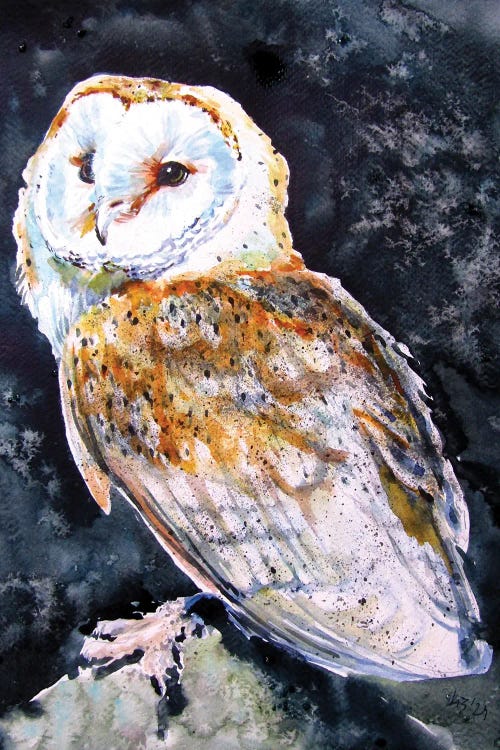 Barn Owl At Night