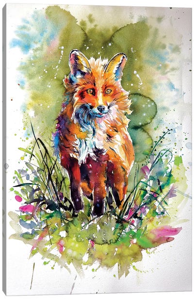 Red Fox In Field Canvas Art Print - Anna Brigitta Kovacs