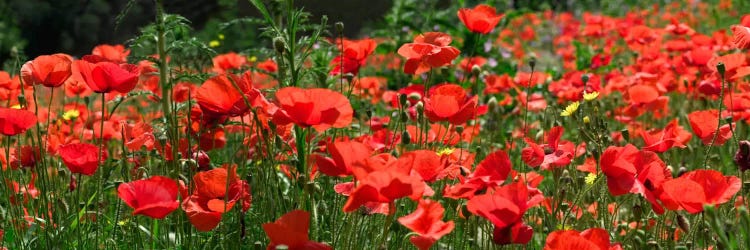 Red Poppy Field, Europe by Albert Lleal wall art
