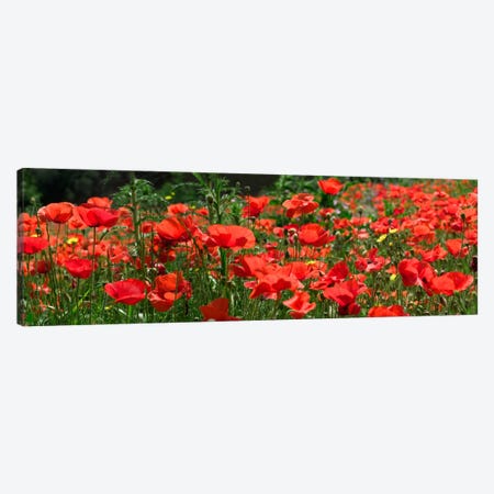 Red Poppy Field, Europe Canvas Print #ALB1} by Albert Lleal Canvas Artwork
