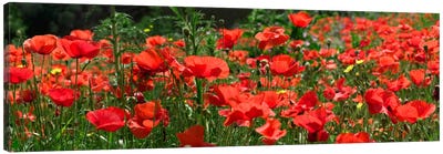 Red Poppy Field, Europe Canvas Art Print
