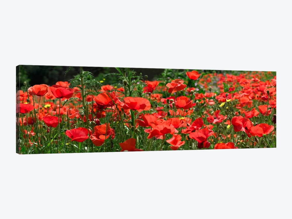 Red Poppy Field, Europe 1-piece Canvas Wall Art