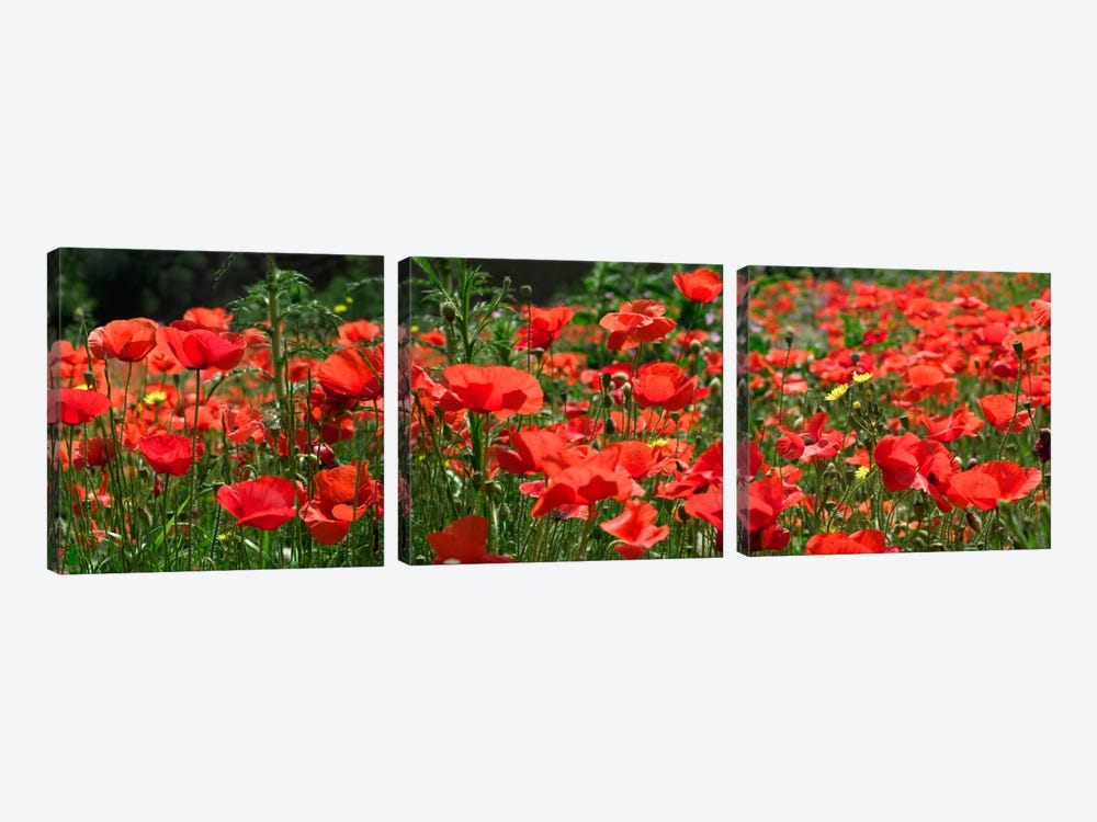 Red Poppy Field, Europe by Albert Lleal 3-piece Canvas Art