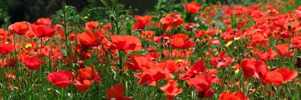 Minden Pictures: Red Poppy Field, Europe by Albert Lleal