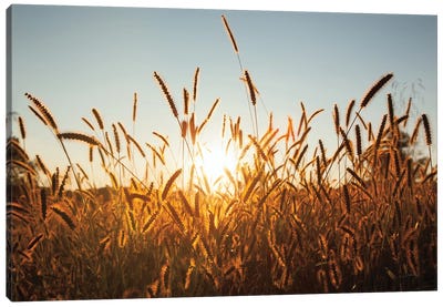 Morning Grain Canvas Art Print