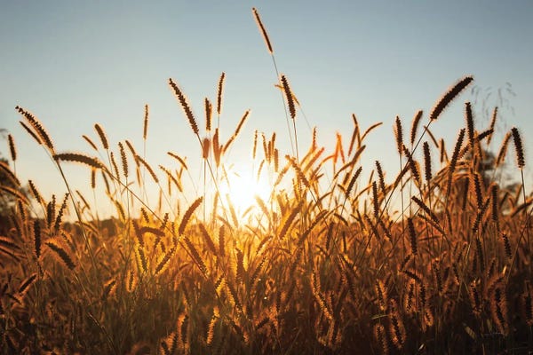 Morning Grain