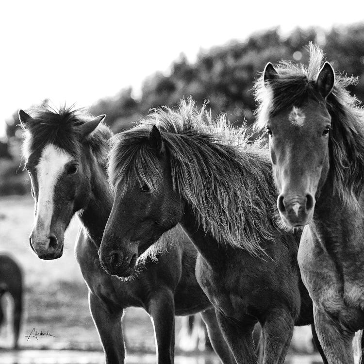 Horses Three