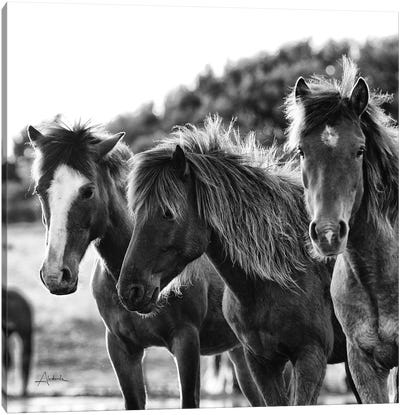 Horses Three Canvas Art Print - Black & White Animal Art