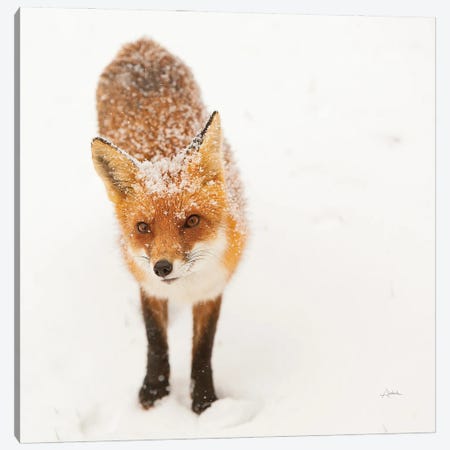 Red Fox I Canvas Print #ALD33} by Aledanda Canvas Wall Art