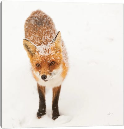 Red Fox I Canvas Art Print