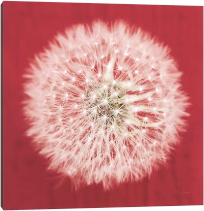 Dandelion on Red I Canvas Art Print