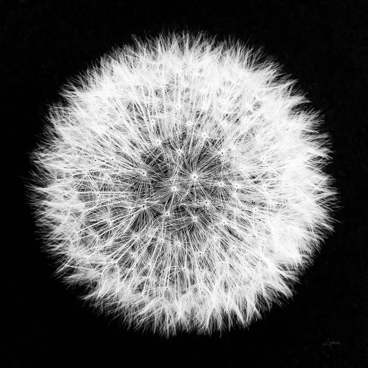 Dandelion on Black I