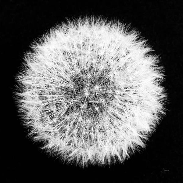 Dandelion on Black I