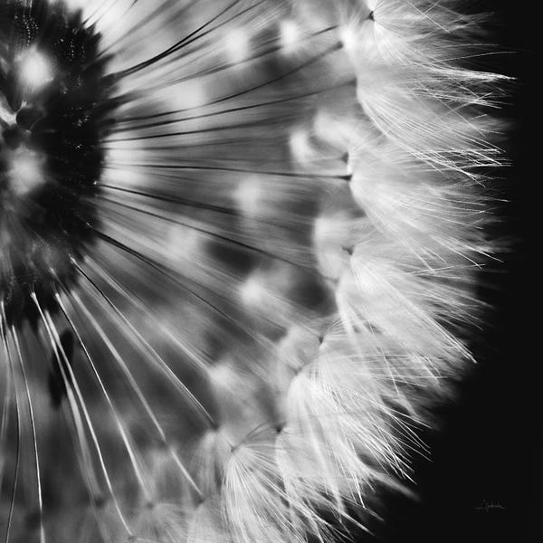 Black & White Photography: Dandelion on Black III by Aledanda