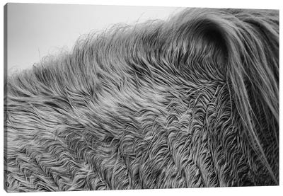 Horse Hair Canvas Art Print