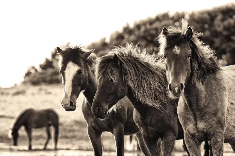 Horses Three Sepia