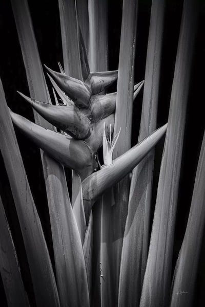 Birds Of Paradise: Tropical I by Aledanda