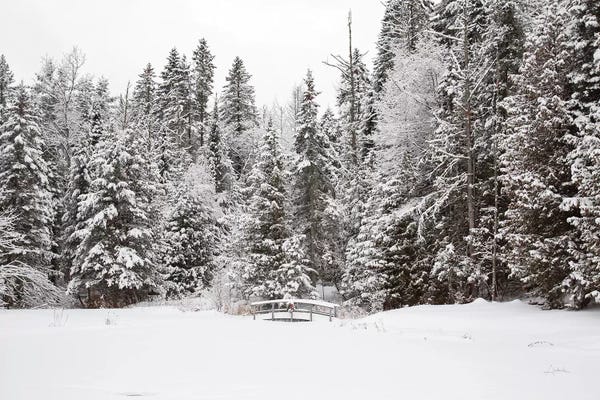 Pine Trees: Over the Bridge by Aledanda