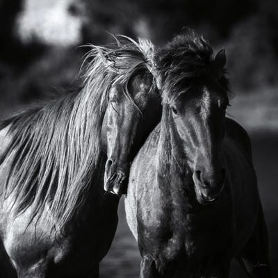 Buddies Crop by Aledanda canvas print