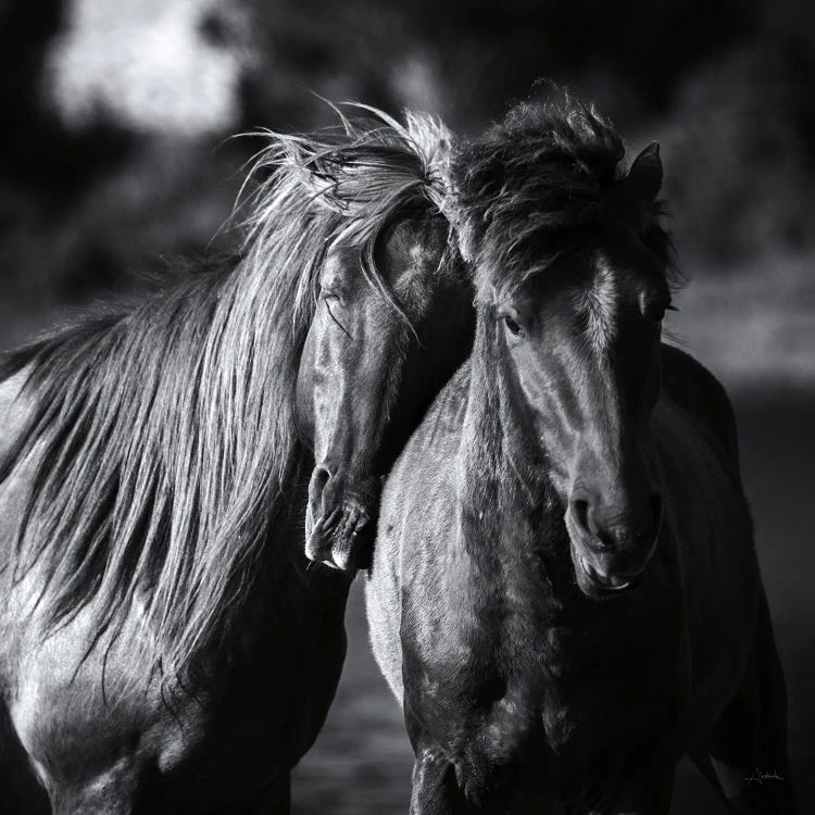 Buddies Crop