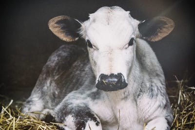 Busy Day Crop by Aledanda canvas print