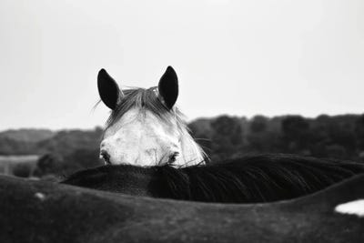 Flirt by Aledanda metal wall art