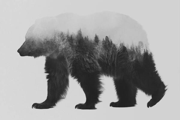 Bears: Bjorn I in B&W by Andreas Lie