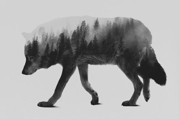 Black & White Scenic Art: The Wolf I in B&W by Andreas Lie