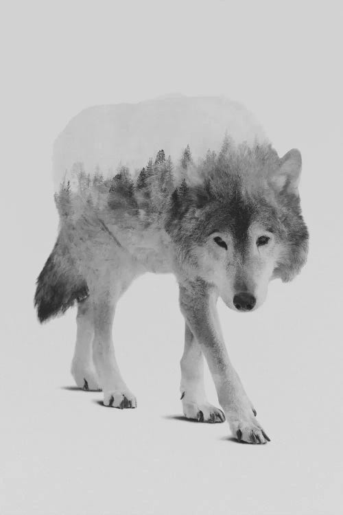 Wolf In The Woods II in B&W by Andreas Lie wall art