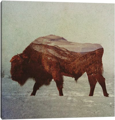 Bison II Canvas Art Print - Bison & Buffalo Art