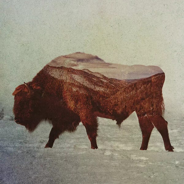 Bison & Buffaloes: Bison II by Andreas Lie