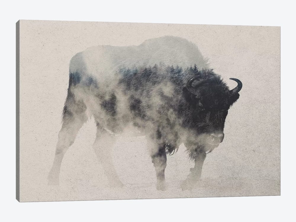 Bison In The Fog by Andreas Lie 1-piece Canvas Art Print