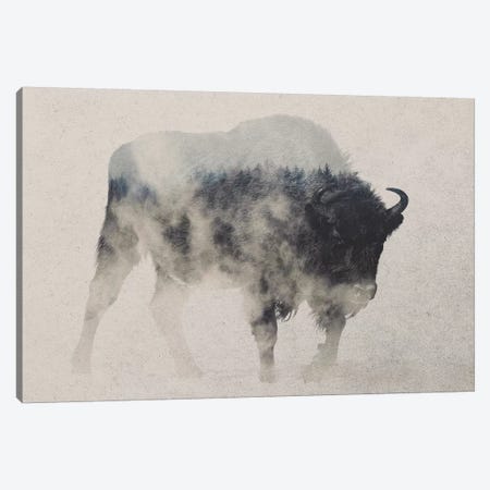 Bison In The Fog Canvas Print #ALE166} by Andreas Lie Art Print