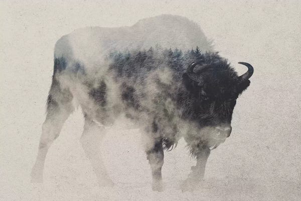 Large Photography - Canvas Prints: Bison In The Fog by Andreas Lie
