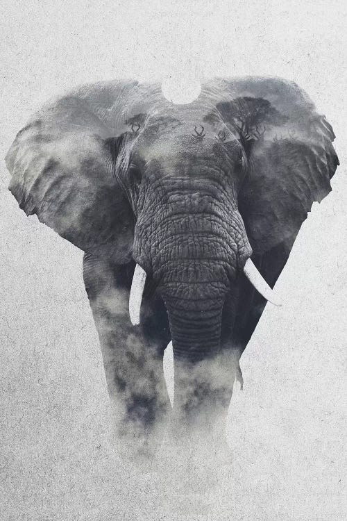 Elephant by Andreas Lie wall art