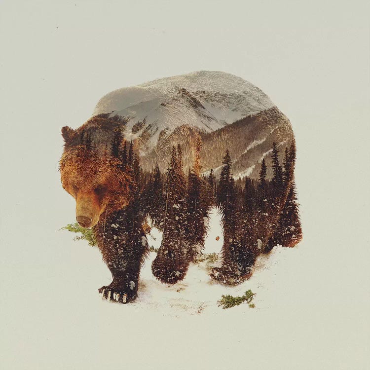 Bear I by Andreas Lie wall art