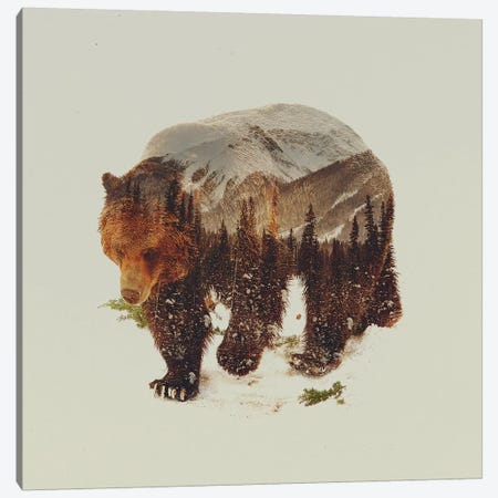 Bear I Canvas Print #ALE17} by Andreas Lie Canvas Artwork