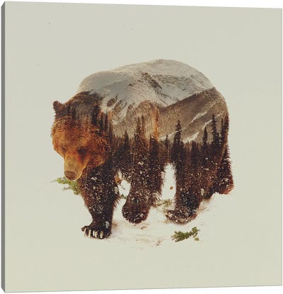 Bear I Canvas Art Print - Rustic Décor