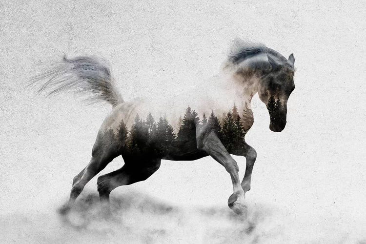 Hest I by Andreas Lie wall art