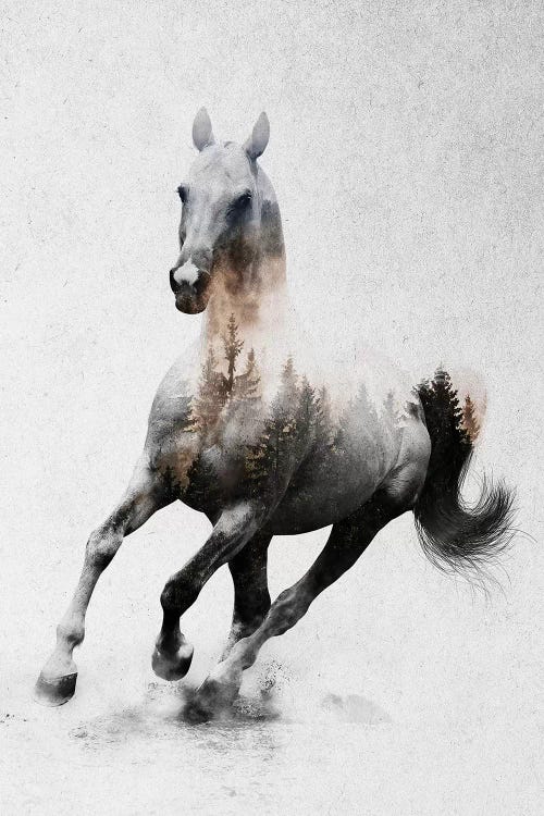 Horse IV by Andreas Lie wall art